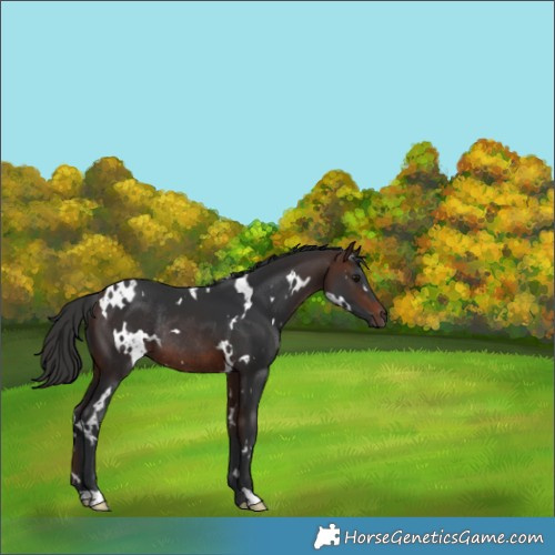 Horse Color:White Spotted Brown Rabicano 
