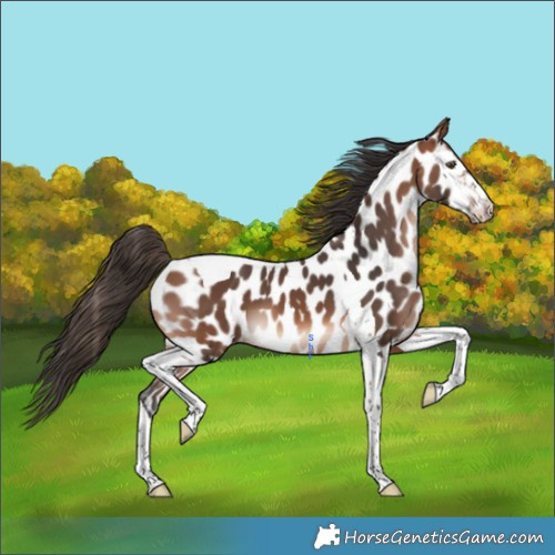 Horse Color:Bay Mushroom Tobiano Appaloosa