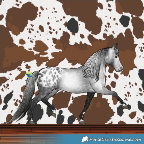 Horse Color:Gray Black Blanket Rabicano 