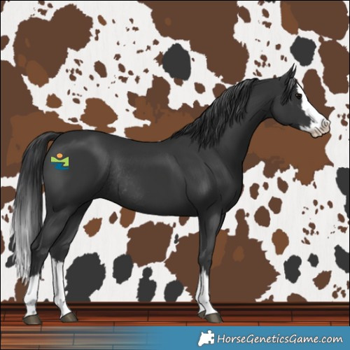 Horse Color:Black Splash Rabicano 
