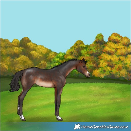 Horse Color:Brown Rabicano 