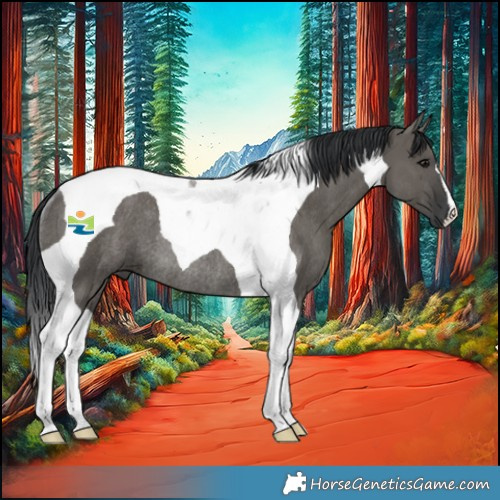 Horse Color:Grullo Tobiano Rabicano 