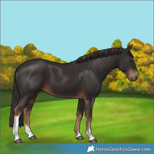 Horse Color:Liver Chestnut Tobiano 