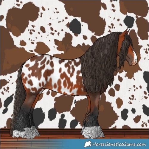 Horse Color:Bay Near Leopard 
