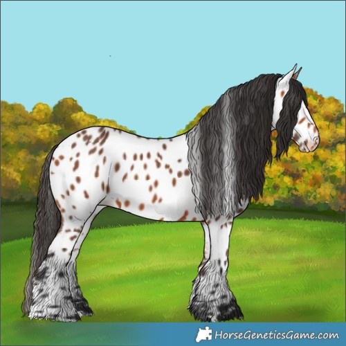 Horse Color:Bay Appaloosa 