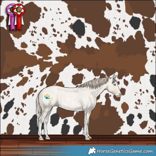 Horse Color:Perlino Roan Splash 