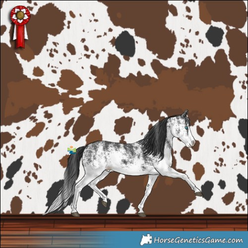 Horse Color:White Spotted Black Splash 