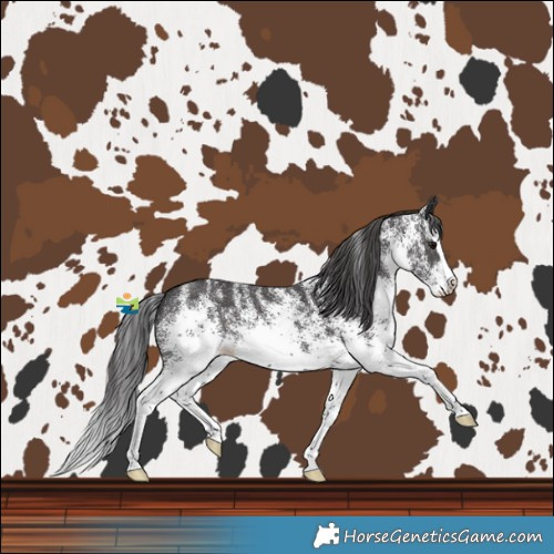 Horse Color:White Spotted Smoky Black Splash 