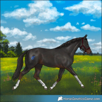 Horse Color:Liver Chestnut Tobiano 