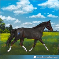 Horse Color:Liver Chestnut Tobiano 