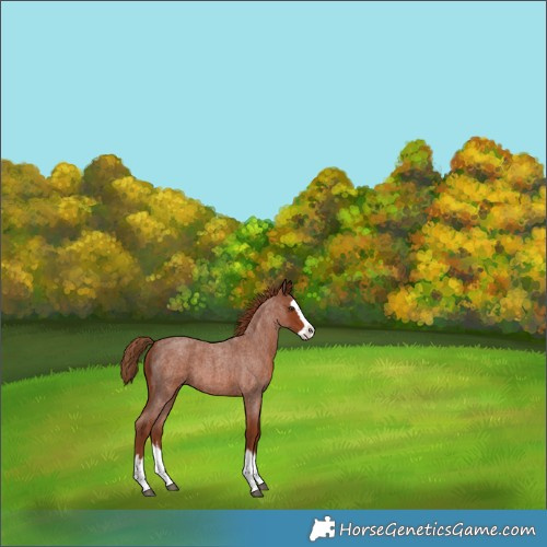 Horse Color:Red Roan Splash 