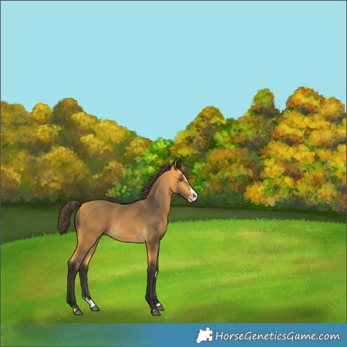 Horse Color:Buckskin Splash 