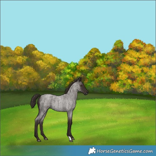 Horse Color:Liver Red Roan 