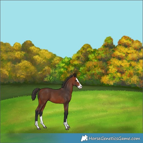 Horse Color:Bay Splash 