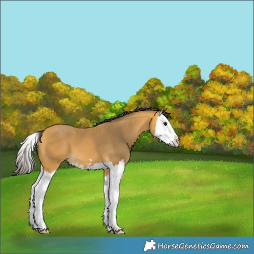 Horse Color:Buckskin Splash 