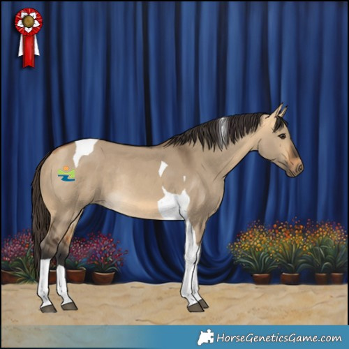 Horse Color:Buckskin Dun Tobiano Rabicano 