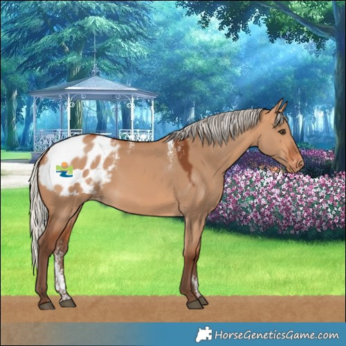 Horse Color:Powder White Silver Bay Dun Blanket Rabicano 