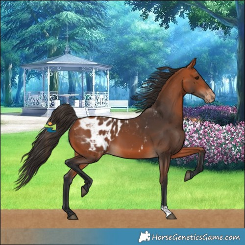Horse Color:Bay Blanket 