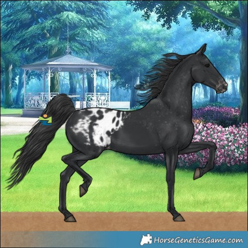 Horse Color:Black Blanket 