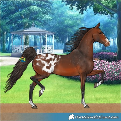 Horse Color:Bay Blanket 