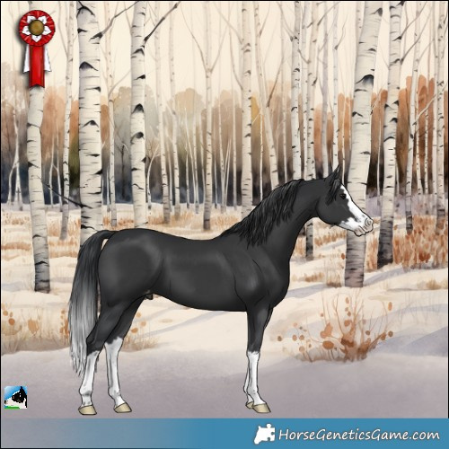 Horse Color:Black Splash Appaloosa 