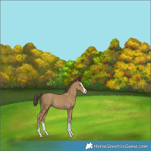 Horse Color:Classic Cream Champagne Splash 