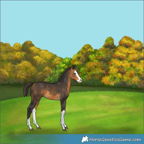 Horse Color:Buckskin Splash 
