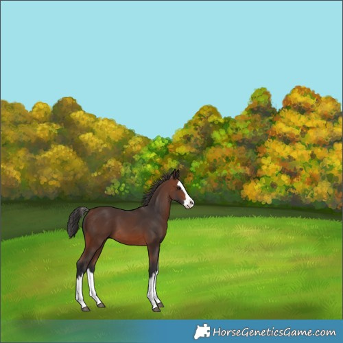 Horse Color:Brown Splash 