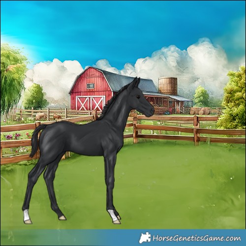 Horse Color:Black 