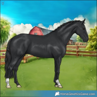 Horse Color:Black 