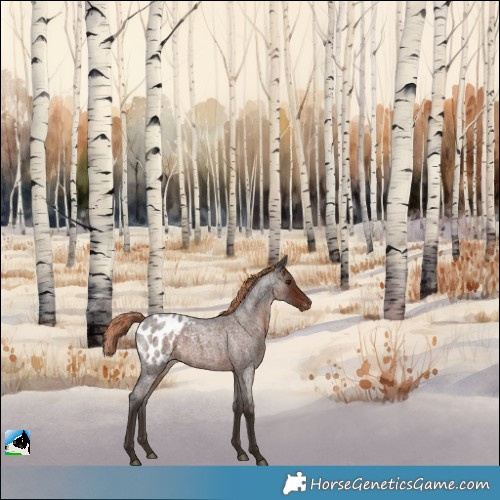 Horse Color:Liver Red Roan Appaloosa 