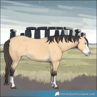 Horse Color:Buckskin Splash