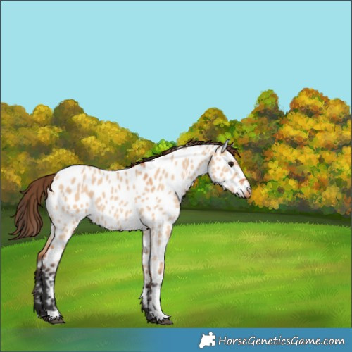 Horse Color:Bay Dun Near Leopard 