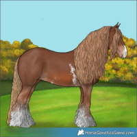 Horse Color:Chestnut Sabino 