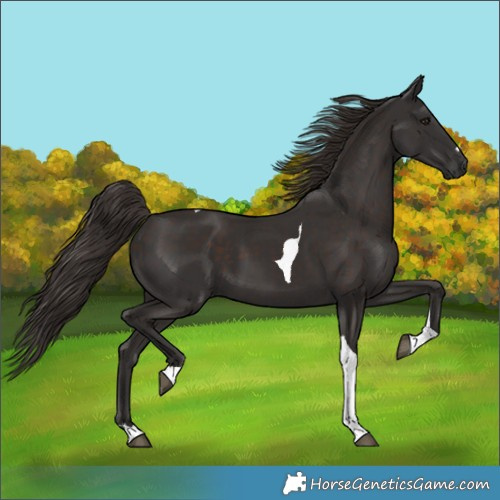 Horse Color:Liver Chestnut Tobiano 