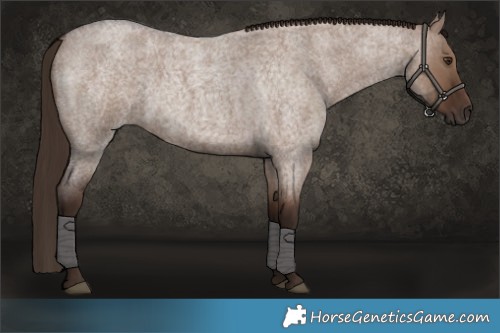 Horse Color:Liver Red Dun Roan 