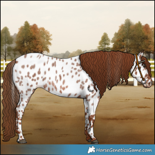 Horse Color:Red Roan Appaloosa 