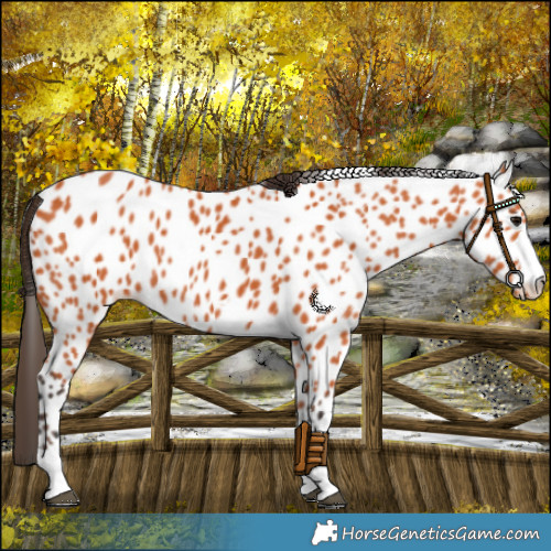 Horse Color:Bay Appaloosa 