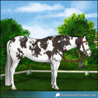 Horse Color:White Spotted Liver Chestnut Splash Blanket 