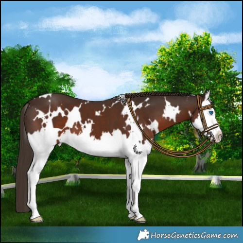 Horse Color:White Spotted Liver Chestnut Splash 