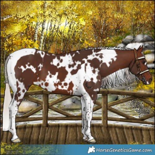Horse Color:White Spotted Silver Brown Tobiano 