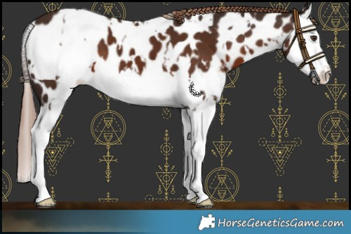 Horse Color:White Spotted Liver Chestnut Splash Near Leopard 