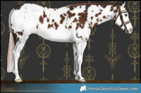 Horse Color:White Spotted Liver Chestnut Splash Near Leopard