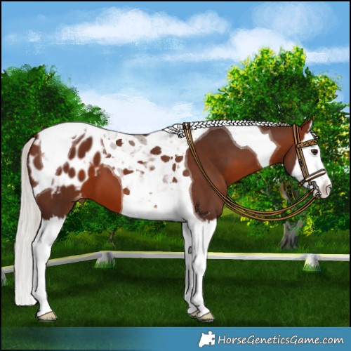 Horse Color:Silver Brown Splash Tobiano Blanket 