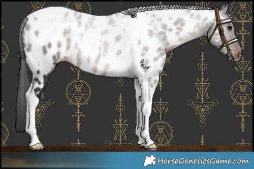 Horse Color:Brown Tobiano Near Leopard 
