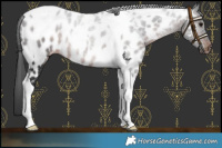 Horse Color:Brown Tobiano Near Leopard 