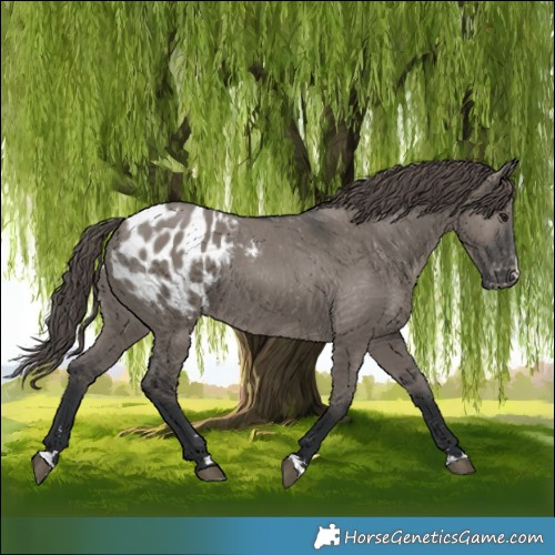 Horse Color:Grullo Appaloosa 