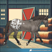 Horse Color:Grullo Appaloosa