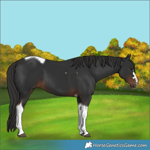 Horse Color:Liver Chestnut Tobiano 