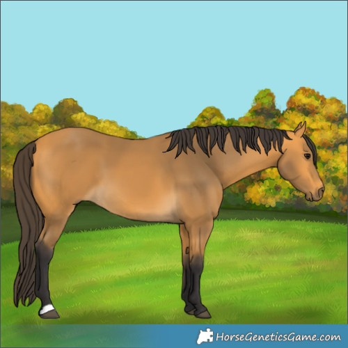 Horse Color:Buckskin 
